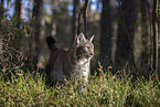 standing Lynx