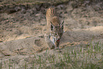 young Lynx