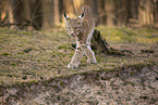 young Lynx