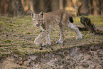 young Lynx