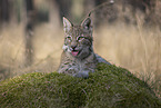 young Lynx