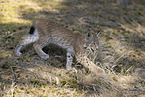 young Lynx