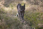 young Lynx