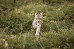 young Lynx