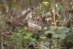 young Lynx