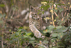 young Lynx