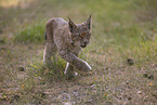 young Lynx