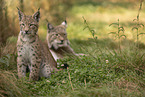 young Lynx