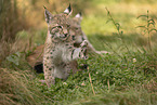 young Lynx