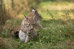 young Lynx