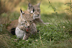 young Lynx