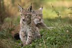 young Lynx