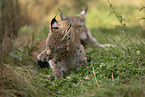 young Lynx