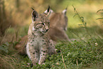 young Lynx