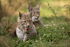 young Lynx