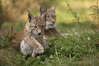 young Lynx