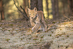 young Lynx