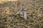 young Lynx