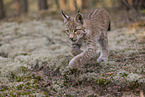 young Lynx