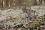 young Lynx