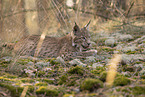 young Lynx