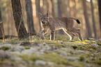 young Lynx