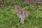 young lynx