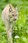 lynx