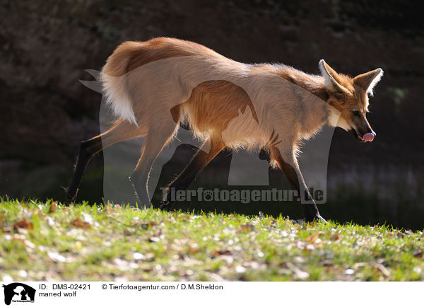 Mhnenwolf / maned wolf / DMS-02421