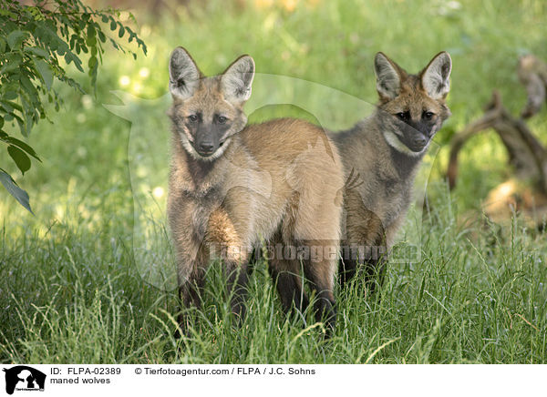 Mhnenwlfe / maned wolves / FLPA-02389