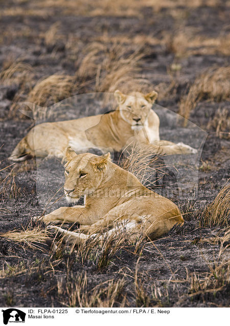 Massai-Lwen / Masai lions / FLPA-01225