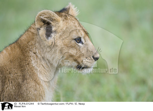 Massai-Lwe / Masai lion / FLPA-01244