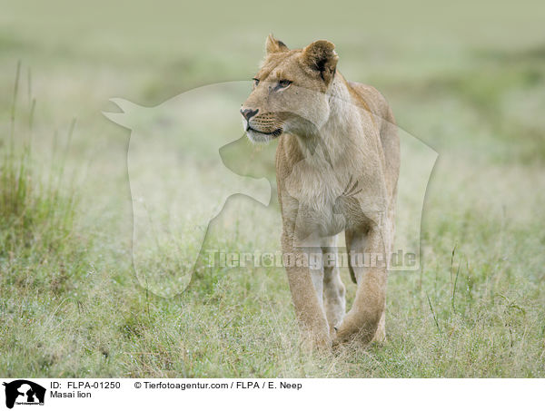 Massai-Lwe / Masai lion / FLPA-01250