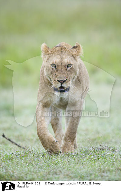 Massai-Lwe / Masai lion / FLPA-01251