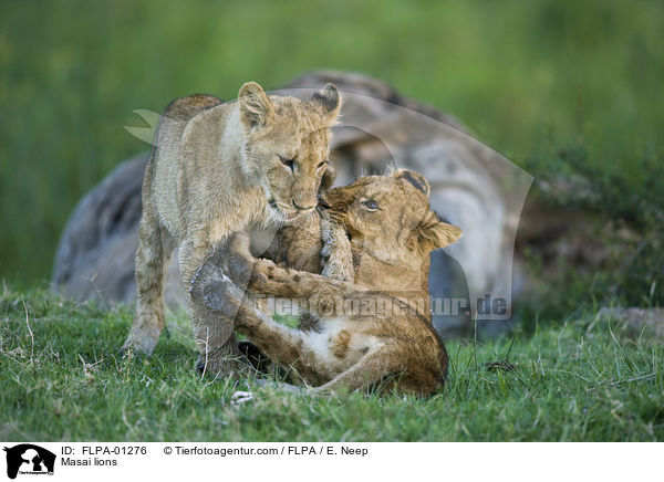 Massai-Lwen / Masai lions / FLPA-01276