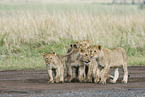 Masai lions