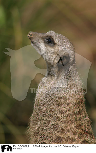 Erdmnnchen / meerkat / SS-00201