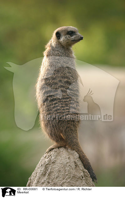 Erdmnnchen / Meerkat / RR-00681