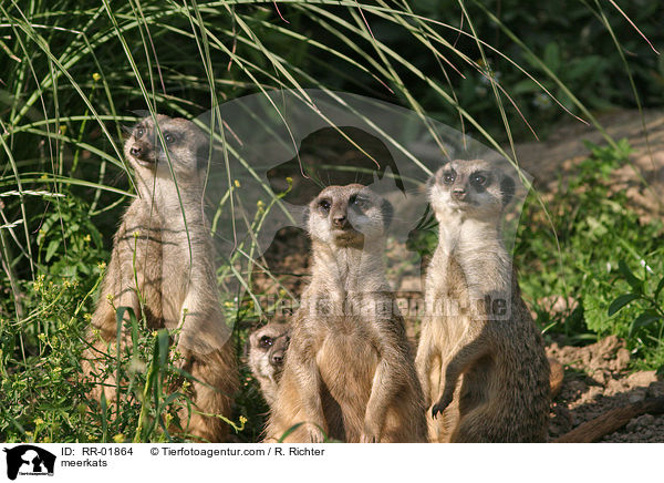 drei Erdmnnchen / meerkats / RR-01864