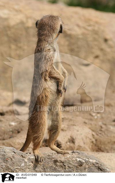 Erdmnnchen / meerkat / AVD-01049