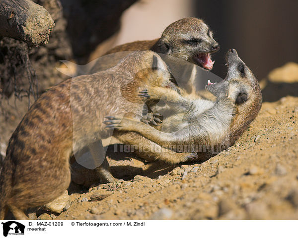 Erdmnnchen / meerkat / MAZ-01209