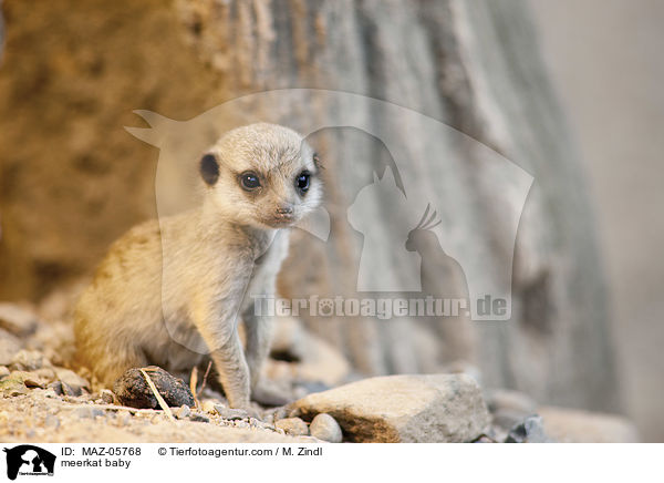 Erdmnnchen Baby / meerkat baby / MAZ-05768