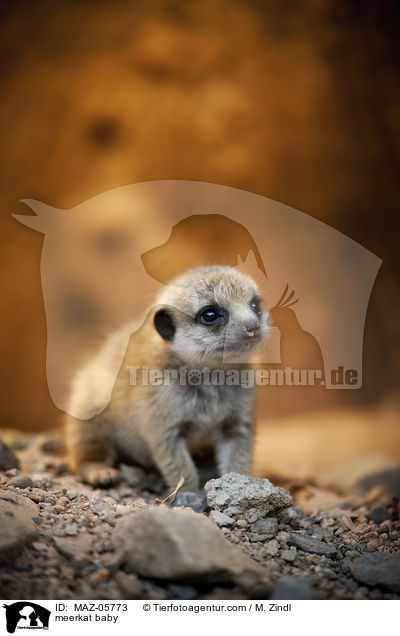 Erdmnnchen Baby / meerkat baby / MAZ-05773