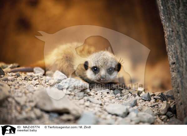 meerkat baby / MAZ-05774