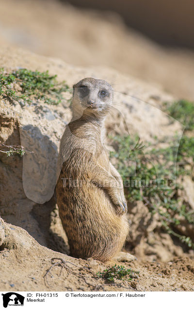 Erdmnnchen / Meerkat / FH-01315