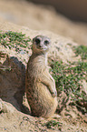 Meerkat