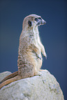 Meerkat