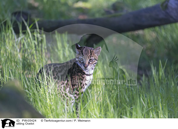 sitting Ocelot / PW-05424