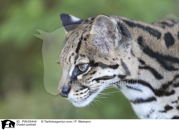 Ocelot portrait / PW-05444