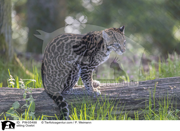 sitzender Ozelot / sitting Ocelot / PW-05488